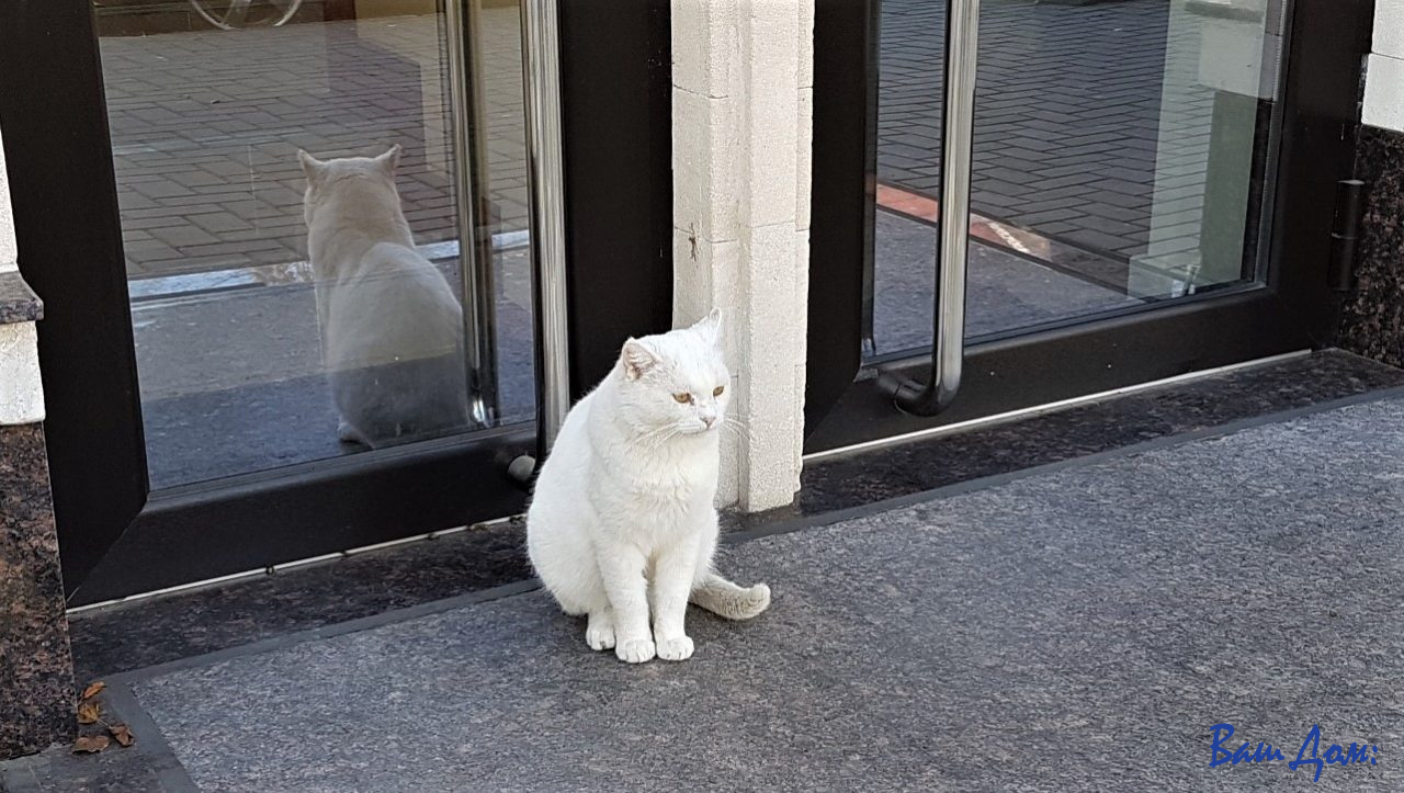 кот