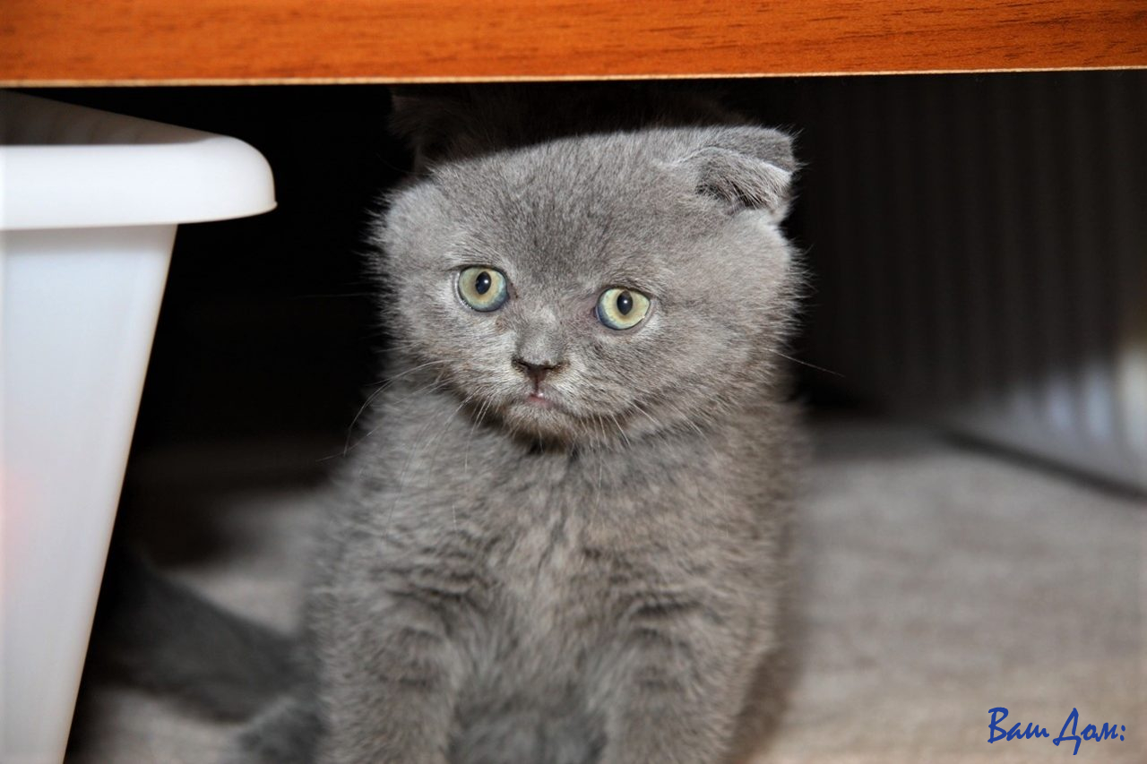 котенок