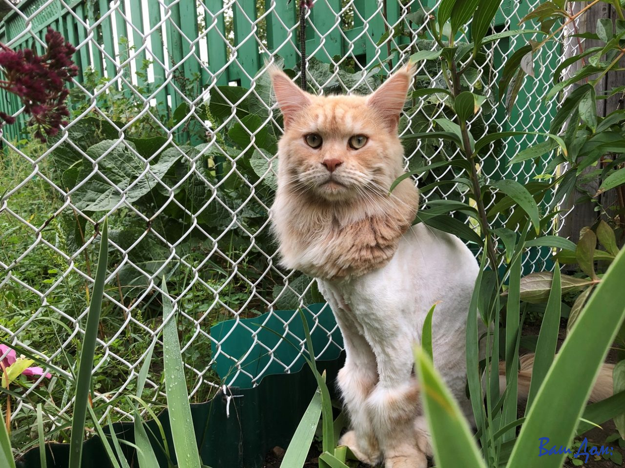 кошка