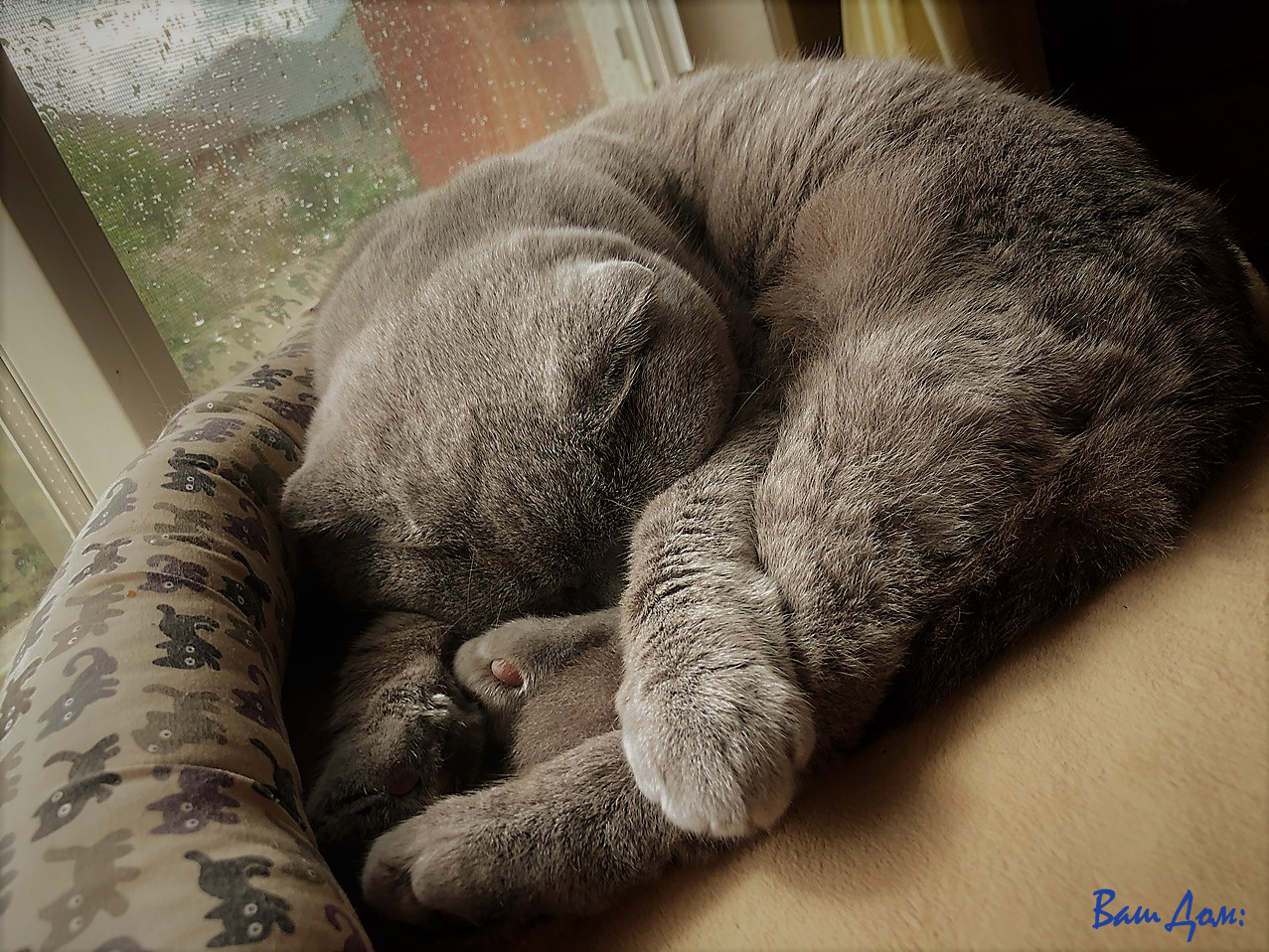 День кошки