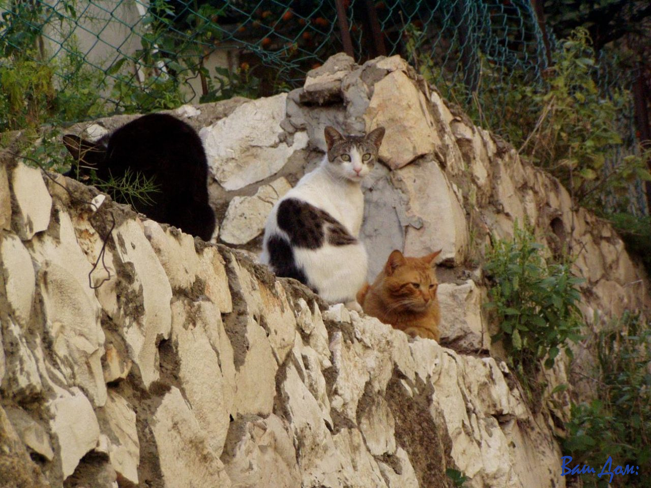 кошачья жизнь