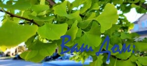Листья на дереве Гинего Билоба