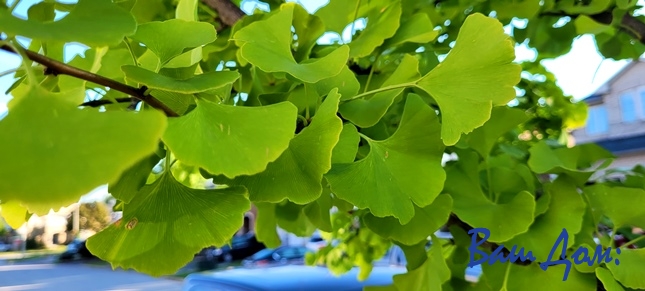 Листья на дереве Гинего Билоба