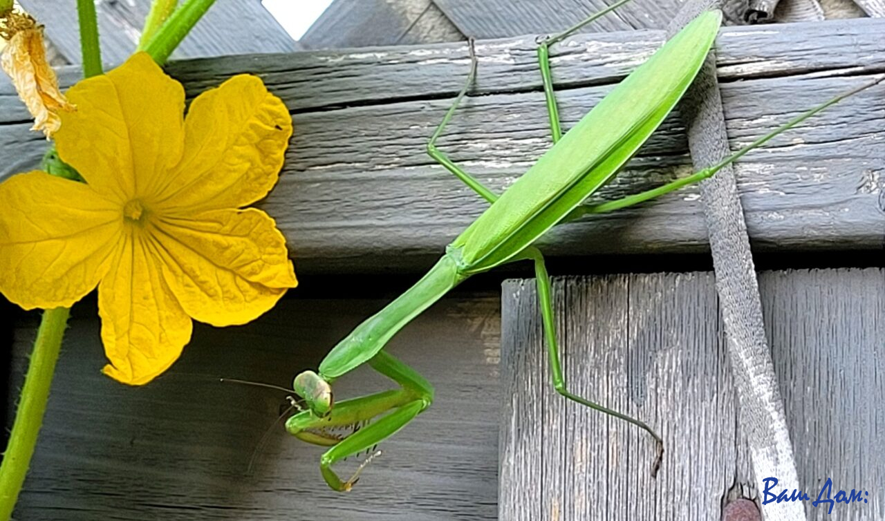 Богомол, насекомое