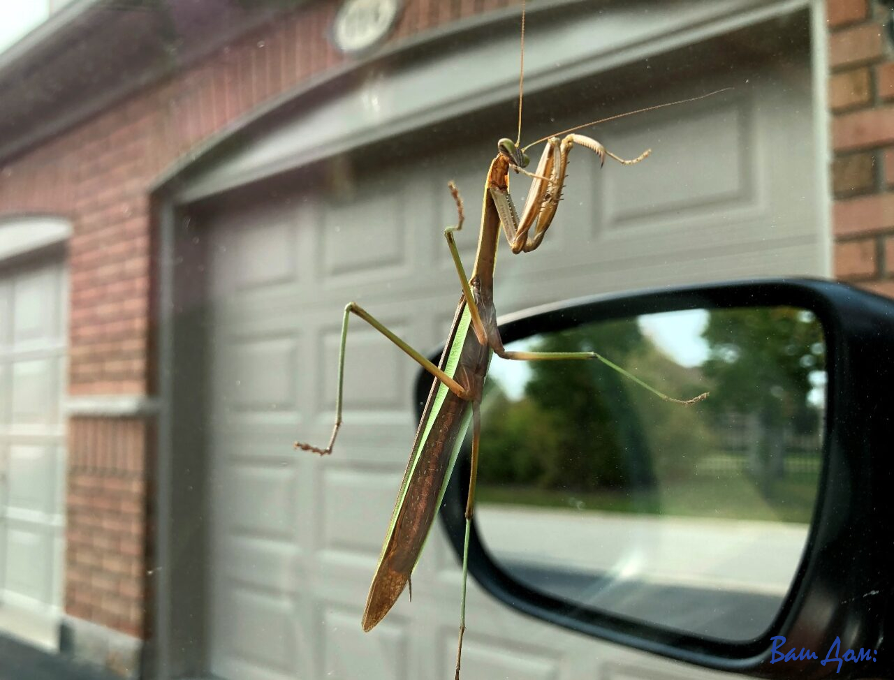 Насекомое богомол